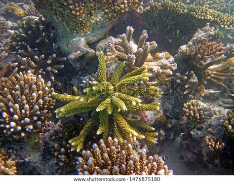 Snorkeling Maldives Islands Stock Photo 1476875180 | Shutterstock