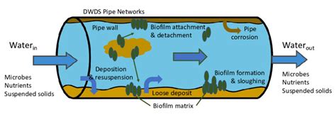 Schematic diagrams of microbial contamination and resistance in DWDS ...