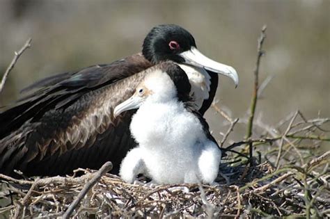 Creature Feature: Magnificent Frigatebird - Oceana USA