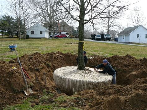 Landscaping With Large Trees