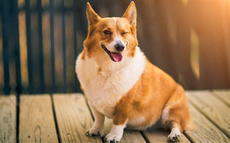 Corgi Desktop Wallpapers - Top Free Corgi Desktop Backgrounds - WallpaperAccess