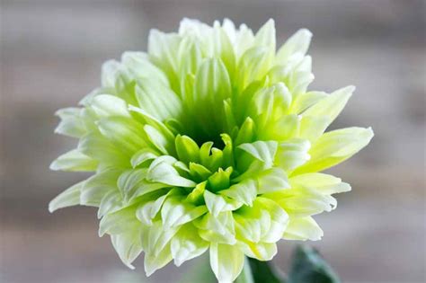 Green Flowers: From Beautiful to Bizarre | Gardener's Path