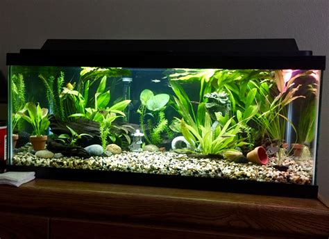 20 Gallon Long Tank | Fish aquarium decorations, Fish tank terrarium ...