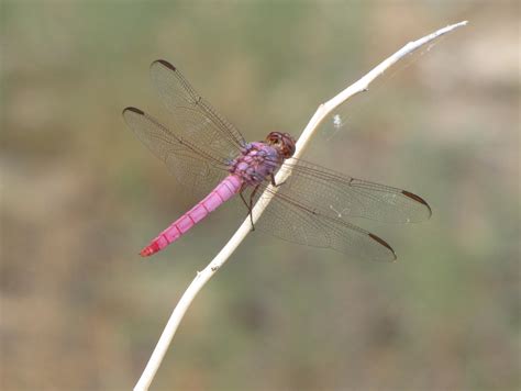 What Do You Call a Dragonfly? - After Bite Insectlopedia