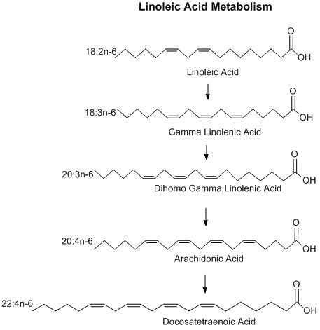 Linoleic acid - Alchetron, The Free Social Encyclopedia