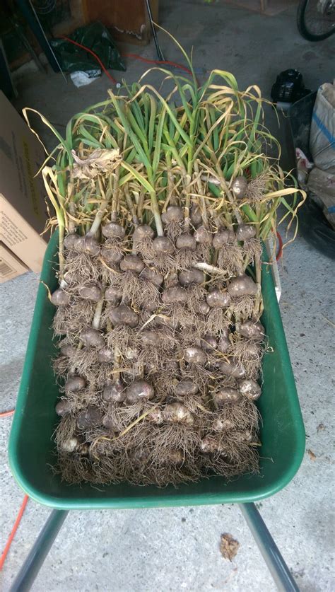 Garlic is up! My favourite crop by a very wide margin. : r/gardening