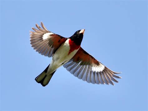 Rose-breasted Grosbeak - NestWatch