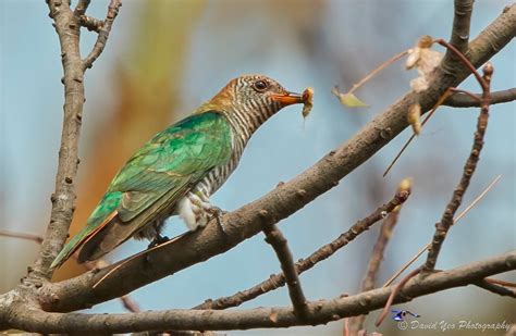 Asian Emerald Cuckoo – Singapore Birds Project