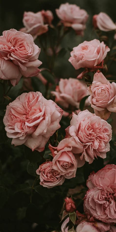 Pink Rose Aesthetic Wallpapers - Wallpaper Cave