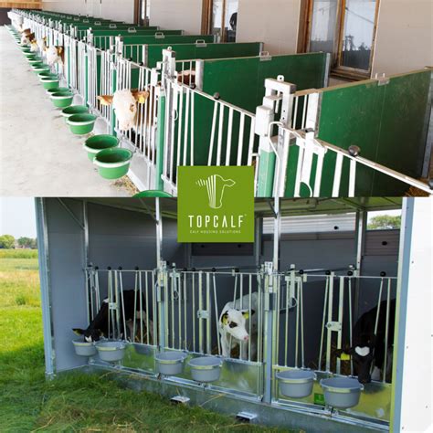 Calf Housing: Indoor or outdoor? - Topcalf