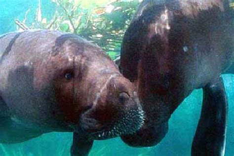 Amazonian Manatee Conservation Project