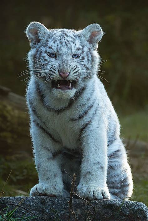 White Tiger Cup By Jean Claude Sch | Tiger pictures, Wild cats, Tiger