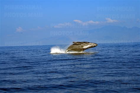 Molokai Humpback Whale Breach on Canvas – Phenomenal Photos Maui