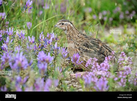 quail bird for hunting Stock Photo - Alamy