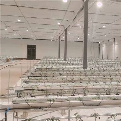 Growing Tomatoes in A Greenhouse - Industry News - News