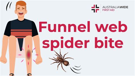 Understand deadliest spider:Sydney funnel-web spider - Spider Pedia