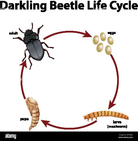 Diagram showing life cycle of darkling beetle illustration Stock Vector Image & Art - Alamy