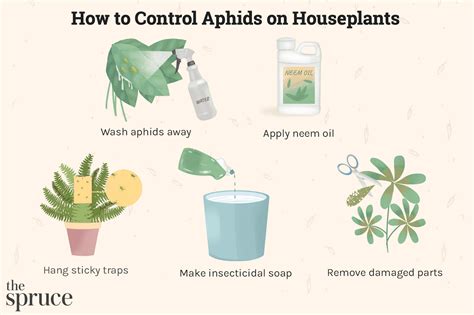 Aphids Damage To Plants