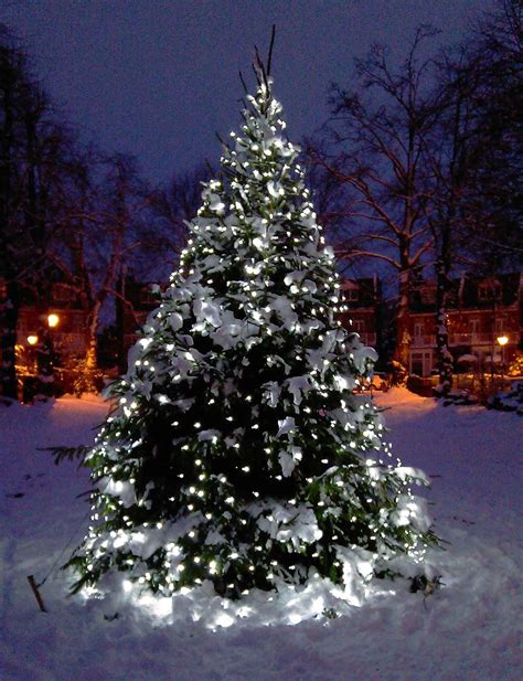 Best Christmas Tree Light Ideas To Make Your Home Shine | Outdoor ...