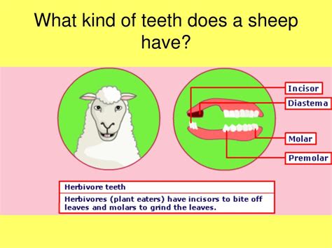 PPT - Teeth PowerPoint Presentation, free download - ID:1266126