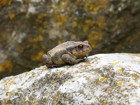 Toad Little Batrachian - Free photo on Pixabay - Pixabay