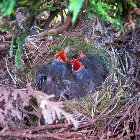 Dunnock Nest | This nest is just 2 feet from our household w… | Flickr