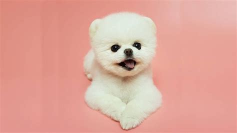 25 Teddy Bear Dog Breeds - Cutest Dogs You Ever See