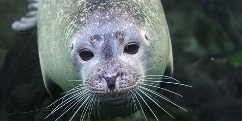 Creature Feature: Harbour Seal | Assiniboine Park Conservancy