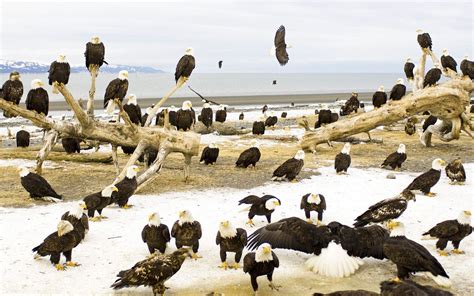 Kenai Peninsula, Kachemak Bay, Alaska. Eagles and wildlife everywhere in this the Last Frontier ...