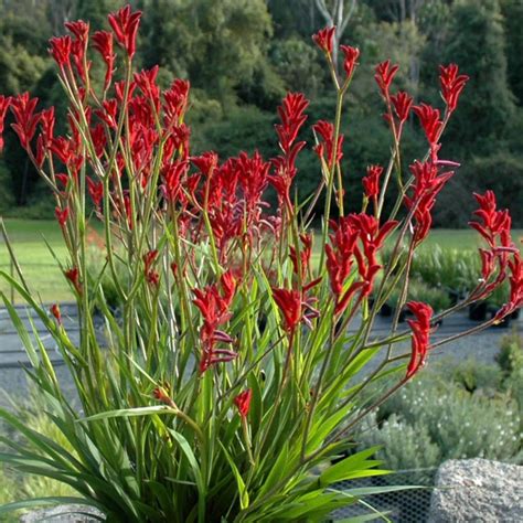 Anigozanthos - Kangaroo Paw - Ruibals