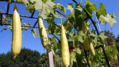 How to Grow Loofah Sponge Gourds | Gardener's Supply