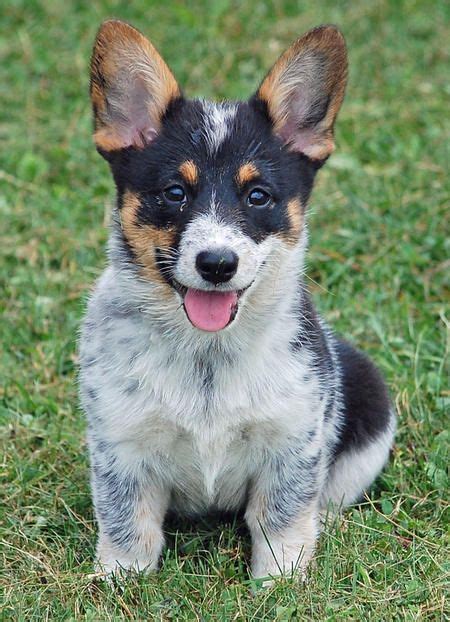 Corgi Blue Heeler Puppies - aspca administrative costs