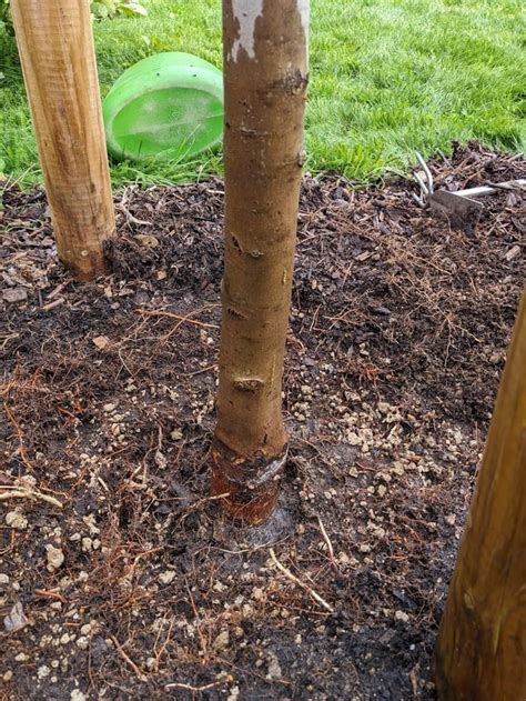 Root flare exposed enough or should I replant? : r/arborists