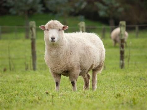 Using Sheep Manure As Fertilizer - Is Composted Sheep Manure Safe For Vegetables