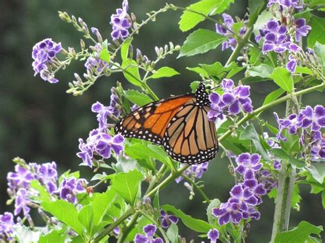 The American tropics are home to over thirty different species of evergreen Duranta plants ...