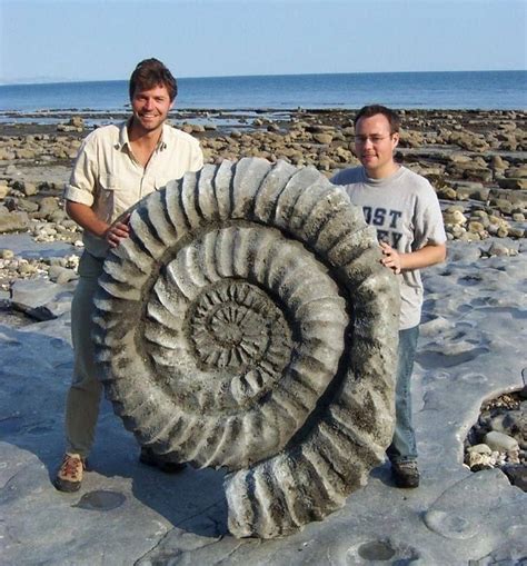 Giant Ammonite Fossil on the Jurassic Coast in Dorset, Englan. Extinct Animals, Prehistoric ...