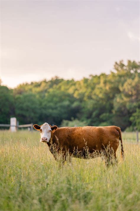 Grass-fed beef - Triple Oaks Farm LLC