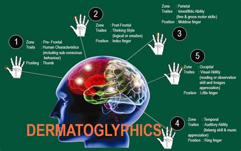 dermatoglyphics – Liberal Dictionary