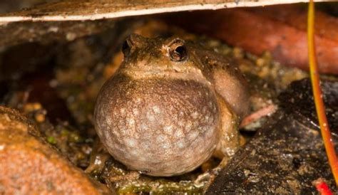 Common Eastern Froglet | Biodiversity of the Western Volcanic Plains