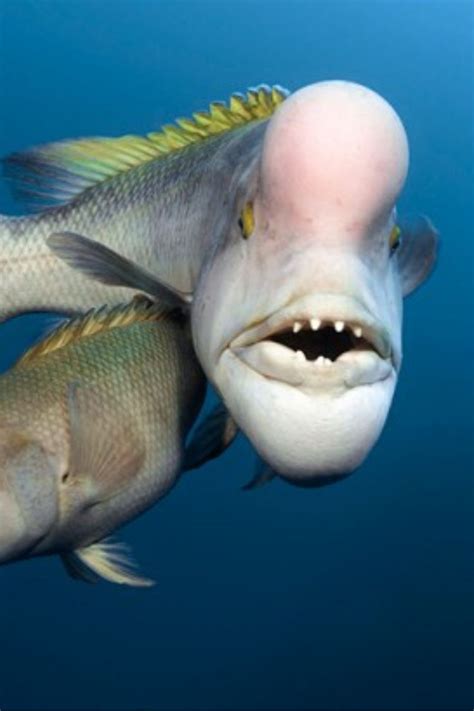 10 Most Scariest Looking Fish In The World | Scary fish, Scary animals ...