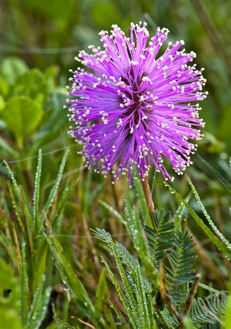 Lake Jesup Wildflowers: Central Florida's best landscape photo op