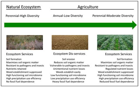 Sustainability | Free Full-Text | Strategies, Advances, and Challenges in Breeding Perennial ...