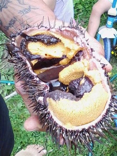 Kina Maori Food: A Delicacy from the Sea in New Zealand