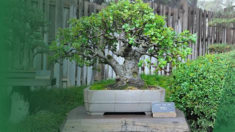 How To Bonsai An Oak Tree - Guide - Indoor Green Guide