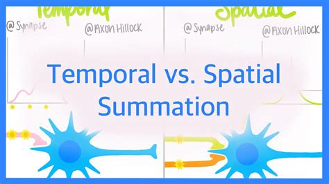 Temporal vs. Spatial Summation - YouTube