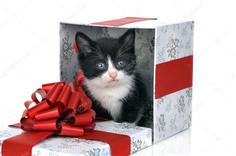 Small cute kitten inside gift box — Stock Photo © Taden1 #2651789