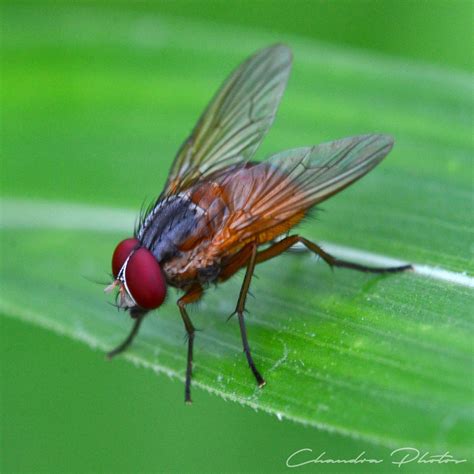 Housefly, FREE Stock Photo: Fly Rests on Leaf, Macro Photo, Royalty ...