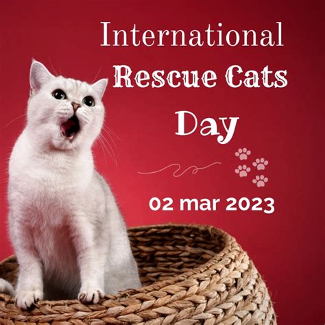 Copy of International rescue Cat's day Instagram Post | PosterMyWall