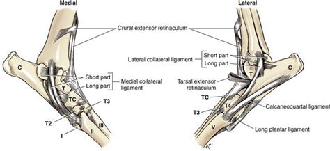 Canine Tarsal Anatomy