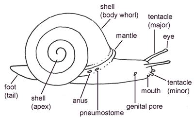 Mollusks : Carnegie Museum of Natural History